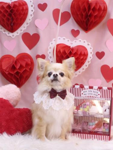 20240229ヴィヴィちゃん